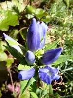 PEnzian.webp