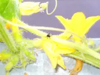 kids und käfer 027.webp