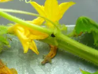 kids und käfer 028.webp
