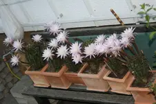 Kakteen (4).webp