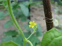Wer bin ich Blüte.webp