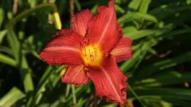 DSC03961.webp