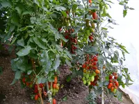 BILD1514.webp