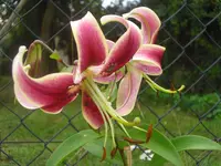 CIMG0890.webp