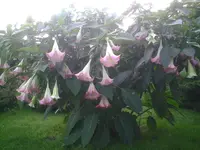 PIC01210.webp