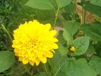ALIM2452.webp