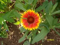 ALIM2455.webp