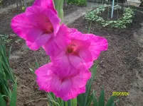 ALIM2470.webp