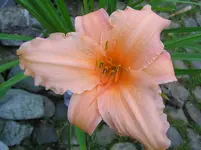 Pink Embers (1).webp