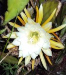 DSC00284 - 2010-08-24 - epiphyllum mit betörendem duft gerade aufgegangen.JPG