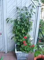 DSCF3939.webp
