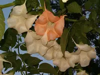 24.08. AR.webp