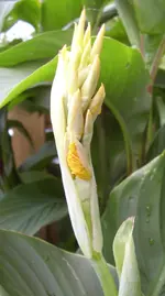Canna, gelb-getigert, 25.08.10.webp