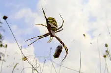 Spinne 1.webp