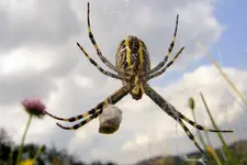 Spinne 2.webp