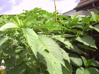 PICT0125.webp