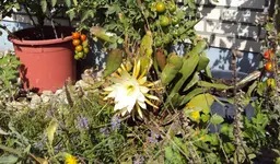 DSC00287 - 2010-08-25 - epiphyllum in tomate.webp