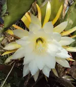 DSC00286 - 2010-08-25 - epiphyllum ganz nah.webp