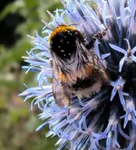 DSC00153 - hummel blaue kugeldistel gan nah - angepasst.webp
