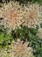DSC00260.webp