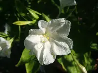 DSCF3946.webp