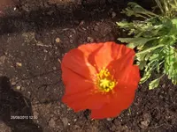 HPIM5368.webp