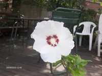 HPIM5367.webp