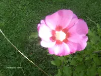 HPIM5366.webp