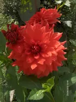 HPIM5364.webp