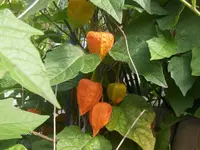 HPIM5361.webp