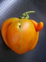 Früchte 004.webp