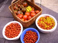 Früchte 023.webp