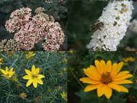 Blüten div.webp