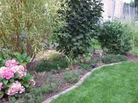 weide-haselnuss-bereich.webp