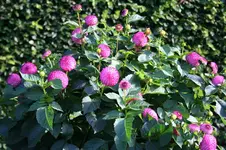 IMG_2337 - Kopie Harpet Pom.webp IMG_2337 - Kopie Harpet Pom.webp