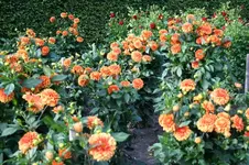 IMG_2352 - Kopie.webp IMG_2352 - Kopie.webp