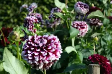 IMG_2354 - Kopie Toma.webp IMG_2354 - Kopie Toma.webp