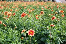 IMG_2361 - Kopie.webp IMG_2361 - Kopie.webp