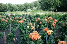 IMG_2362 - Kopie.webp IMG_2362 - Kopie.webp