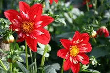 IMG_2365 - Kopie.webp IMG_2365 - Kopie.webp