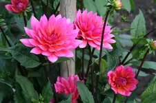 IMG_2367 - Kopie.webp IMG_2367 - Kopie.webp