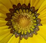 Variationen... (6) av.webp