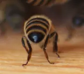 Bienen.webp
