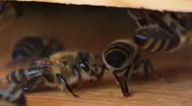 Bienen (5).webp