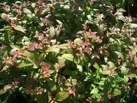 DSCF3948.webp
