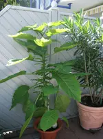 DSCF3973.webp
