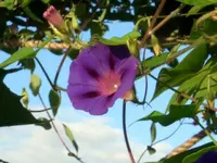 Prunkwinde.webp