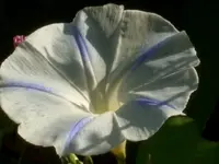 K-Winde.webp