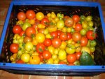 tomaten26.6.2010-1.jpg
