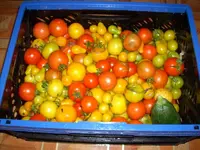 tomaten26.6.2010-1.webp